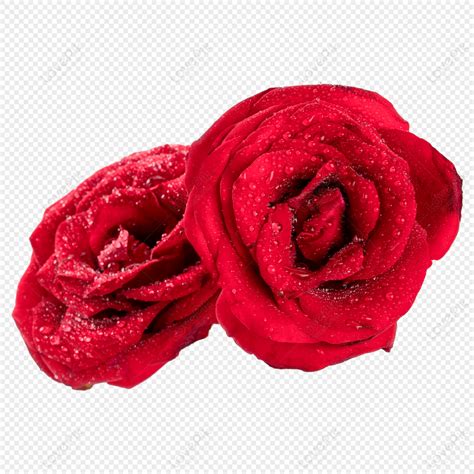 農曆七月出生的人 玫瑰花圖片